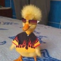 stylish-duckling