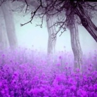 lavenderxxxx