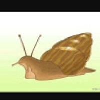 snail6678
