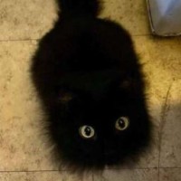 gayles-se1uwu
