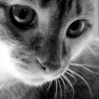 user92520807