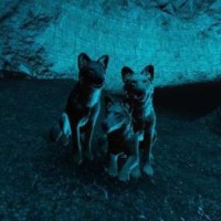 cherry-wolf