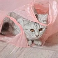 cat-and-kitten