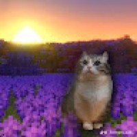 liza645