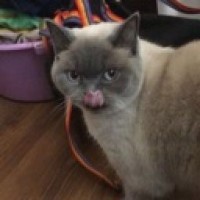 nnnika