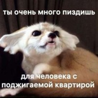 dark-fox75