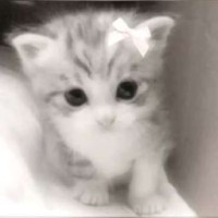 meep143