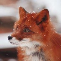 foxxy-girl-4