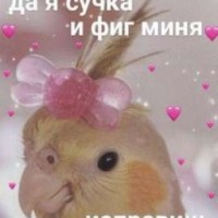 cyyka667