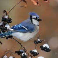 jaisithebird