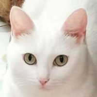 manekoval