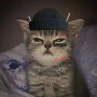 vivalett-meoww