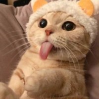 mashacat143