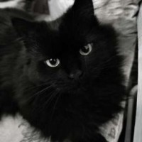 heritier-black
