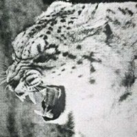 mimika-0-0