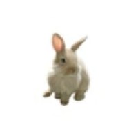 miuflf