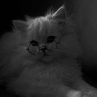 lily-strategist