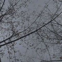 masha-krinh