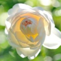 perle2114
