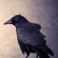 wiseraven