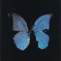 blueheart-dreamer
