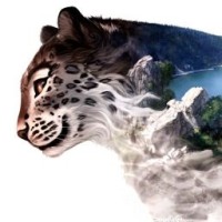 snowleopard550