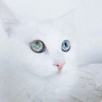 alyamiracolous