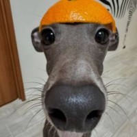 pdpfdoogodos
