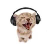 kittywv