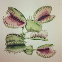 predatory-flower