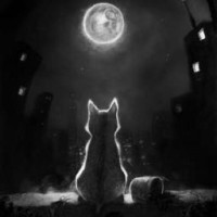 blacket-night