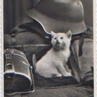 erdbeerkatze3