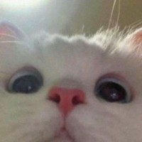 sevsemp