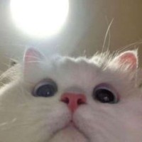 xelloy-uwu