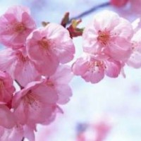 fleur-de-sakura-ange