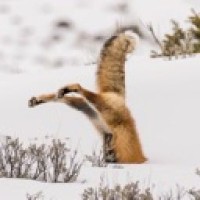shake-this