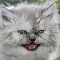 lintushka