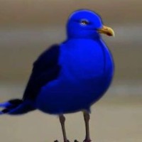 blue-chay