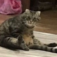 onyutaa