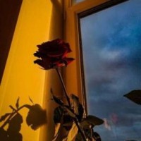 user04894449