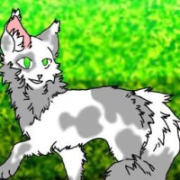 blu-cat888